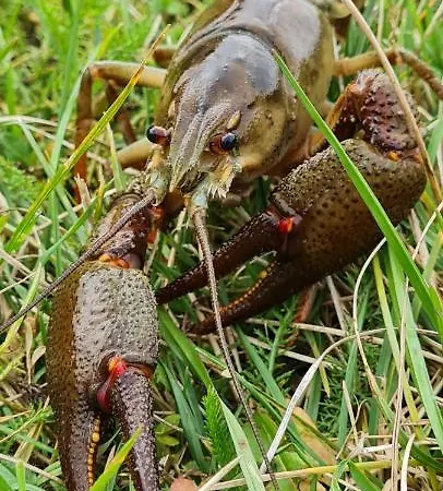 ベッド・アンド・ブレックファスト Le Moulin Aux Ecrevisses 3*