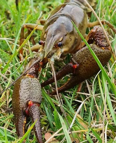 Bed & Breakfast Le Moulin Aux Ecrevisses 3*